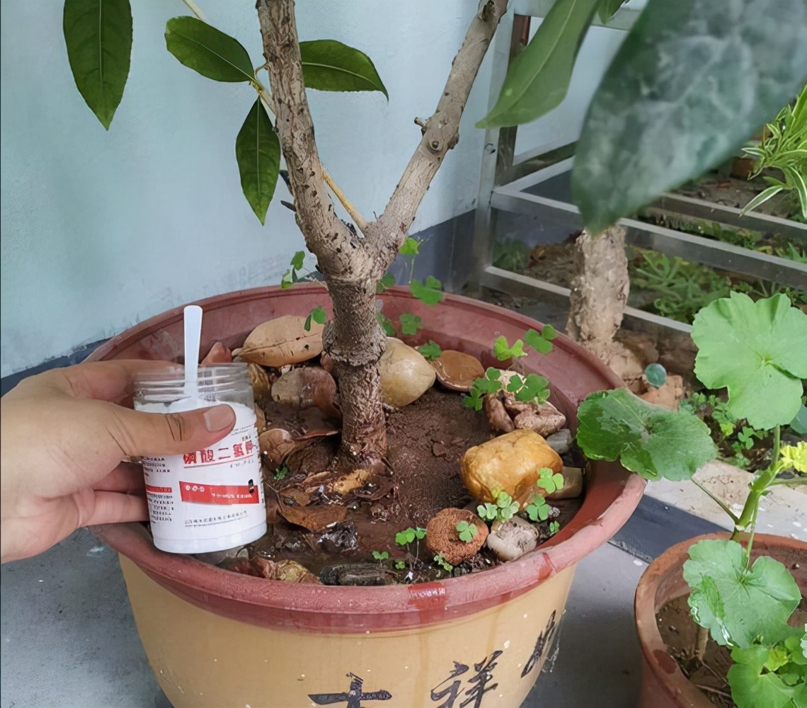 磷酸二氢钾浇花用量和使用时间,磷酸二氢钾的正确使用方法浇花