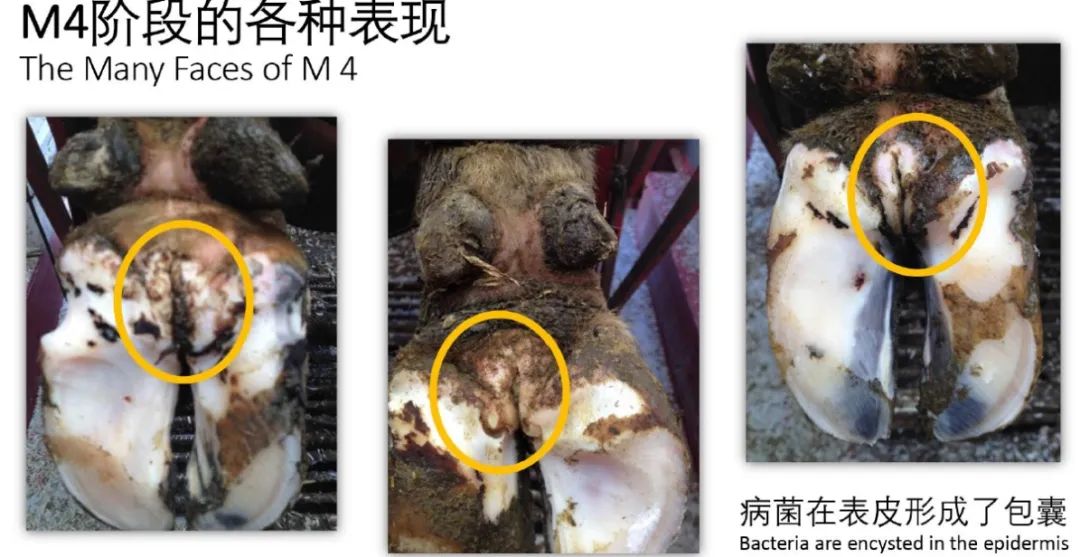 蹄病的种类和治疗方法,蹄病的预防与治疗
