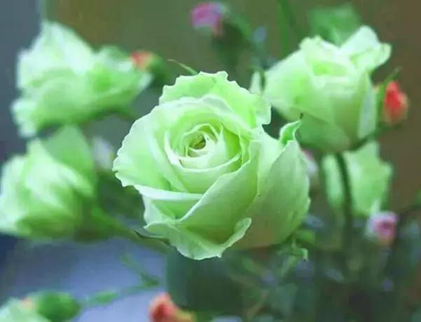 情人节送粉色玫瑰还是红色玫瑰,情人节送白玫瑰的花语和寓意