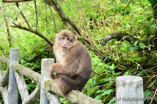 二郎山喇叭河看鹿,二郎山喇叭河看日出攻略