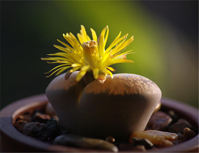 多肉的100个常见品种,10种公认的多肉