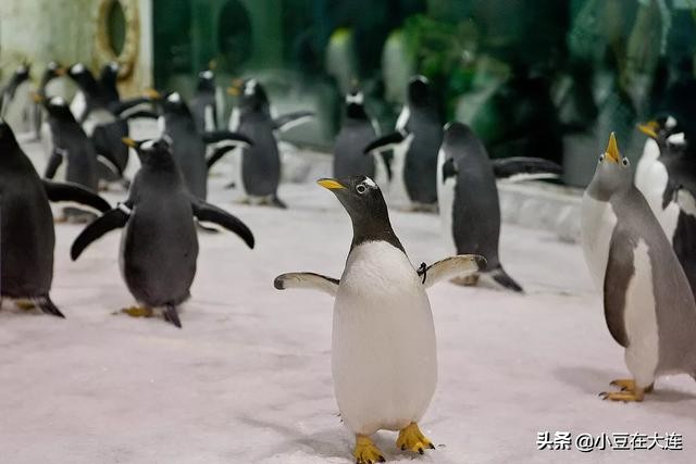 大连冬天都适合去哪玩,大连冬天有哪些能玩的地方