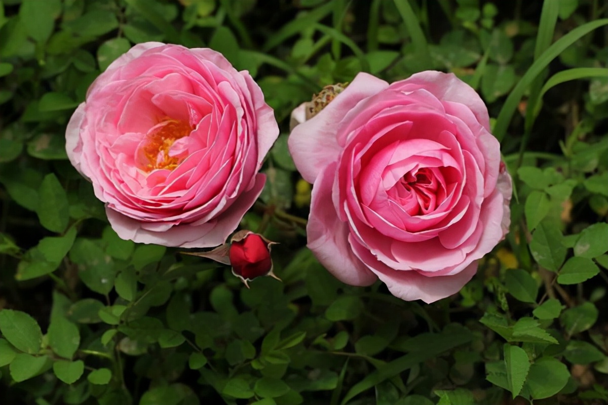 藤本月季玛格丽特王妃优缺点,藤本月季胭脂扣的优缺点