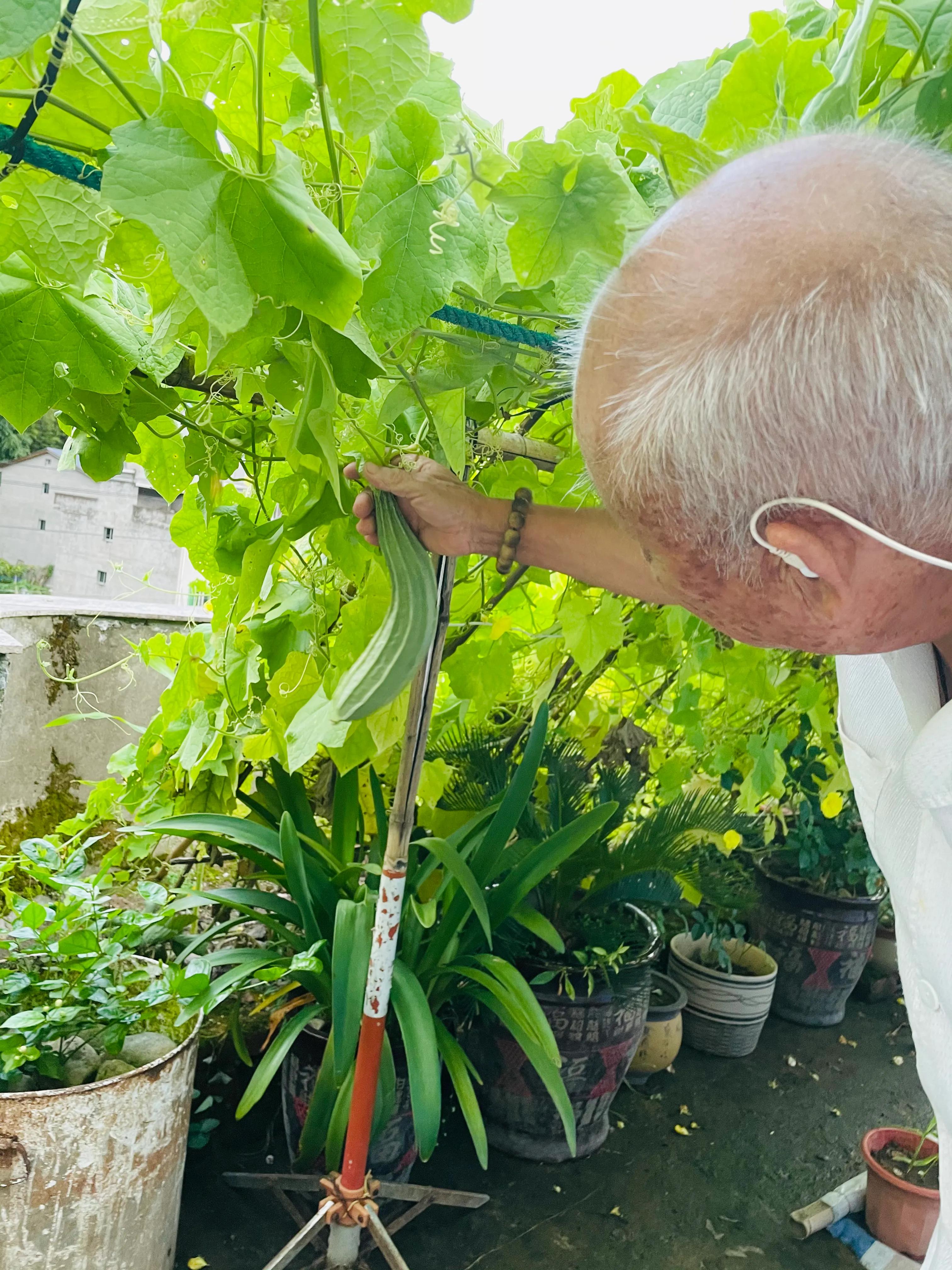 在农村老家卖菜种,在农村里买菜苗