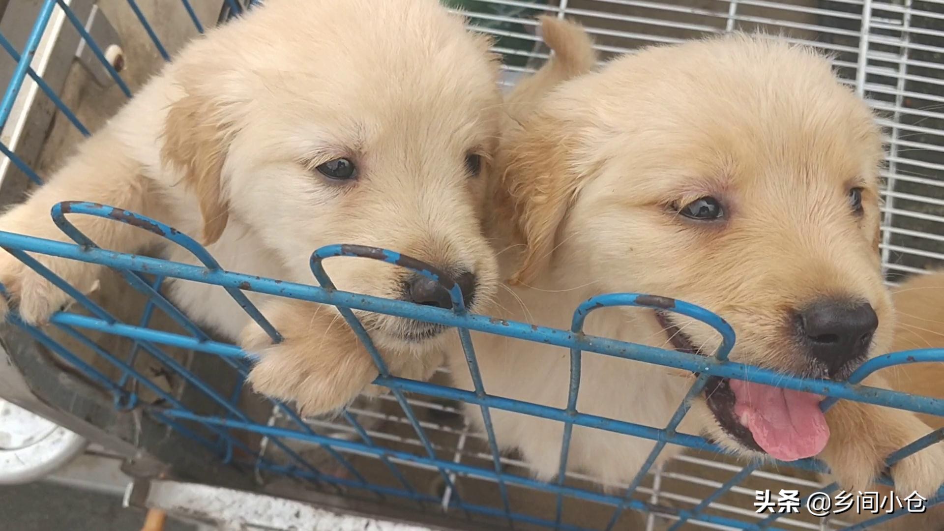 豫东第一大狗市,带你看看周口最大的狗市