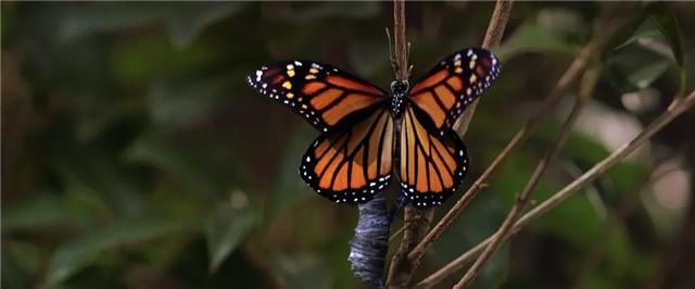 16年过去了，《功夫》仍是周星驰的巅峰之作，细节让我们拍案叫好
