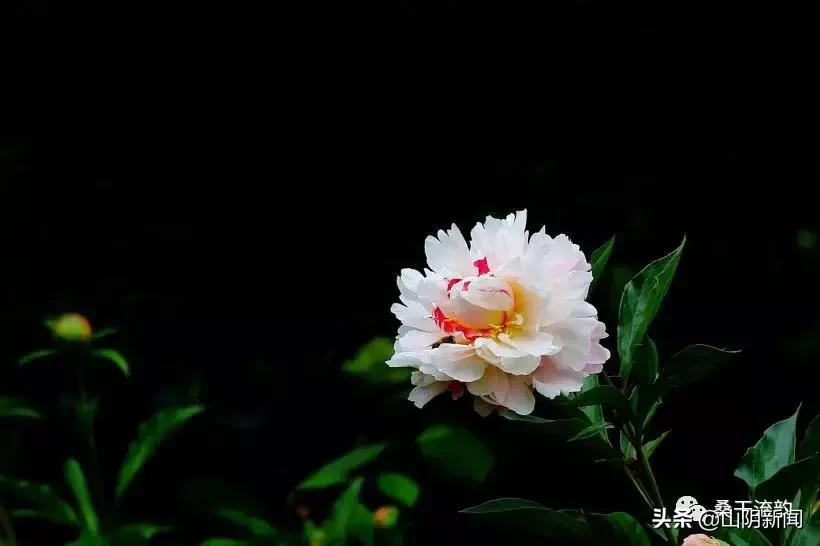 山阴县合盛堡乡新闻,山阴县岱岳镇