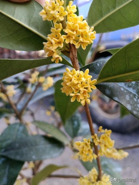 桂花用黄土还是营养土好,养了5年的花枯萎