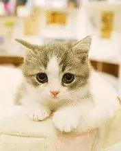 新手养猫第一天猫咪害怕怎么办,新手铲屎官养猫知识