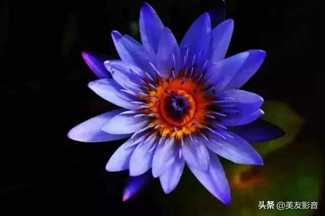 江南可采莲莲叶何田田全诗讲解,有关莲的古诗词大全