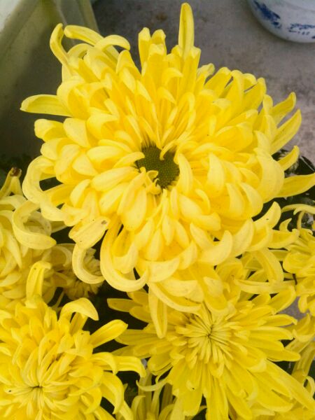 秋菊花叶子发黄怎么办,秋菊蔫了怎么办