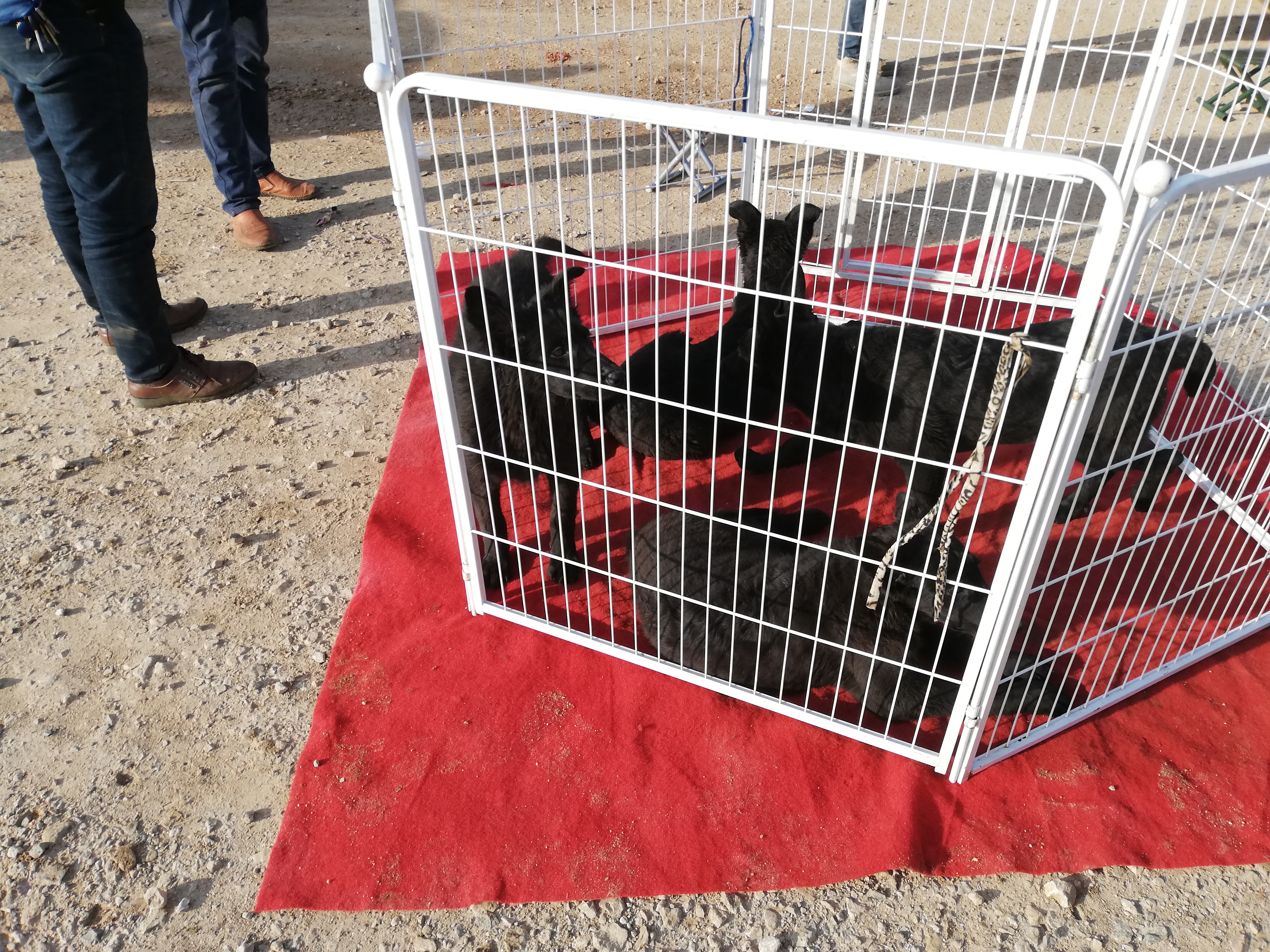 养殖场的狗卖到哪里去,黑狼犬幼犬出售最新养殖基地