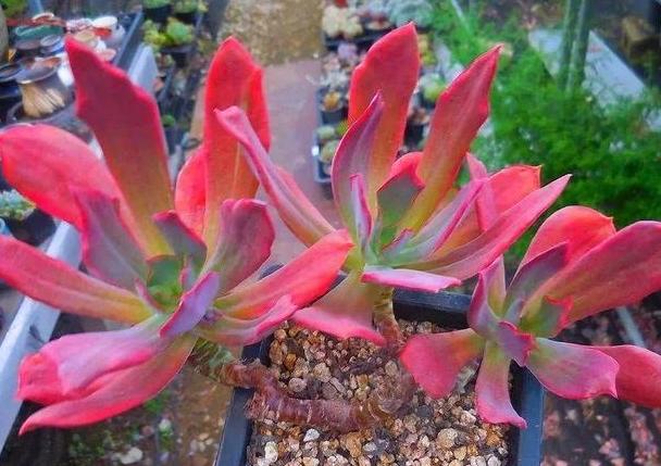 多肉怎么养成妖桩或悬崖桩,多肉老桩20多天可以露养吗