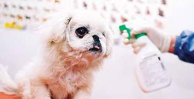 狗狗体外驱虫主要驱什么虫,狗狗体内驱虫后还是有虫怎么办