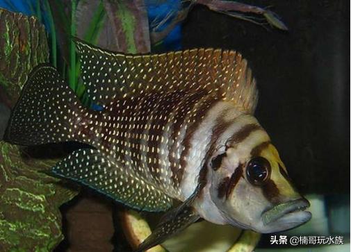 鱼缸里的苏门答腊虎,水族箱养虎虾