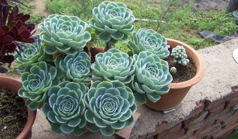 多肉玉蝶摊大饼还能变回来吗,玉蝶摊大饼还有救吗