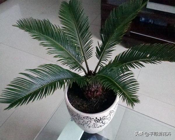 怎样使铁树的叶子变油绿,铁树叶子不油绿什么原因