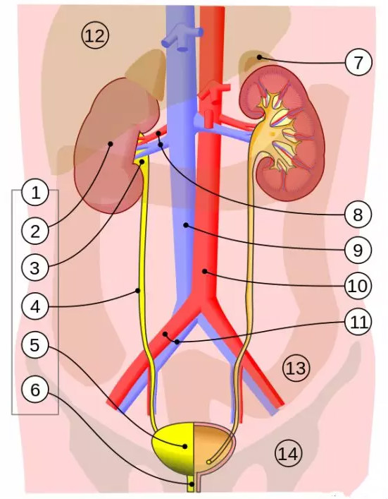 尿液的化学成分是什么?尿液到底能不能喝?