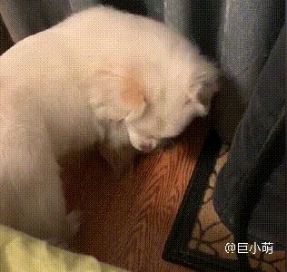 京巴狗打了针咬人会什么样,为什么京巴犬不听话