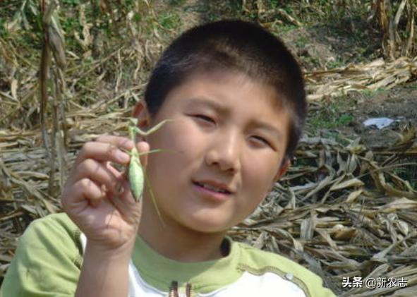 农村什么野草能利尿,农村什么草能治尿少