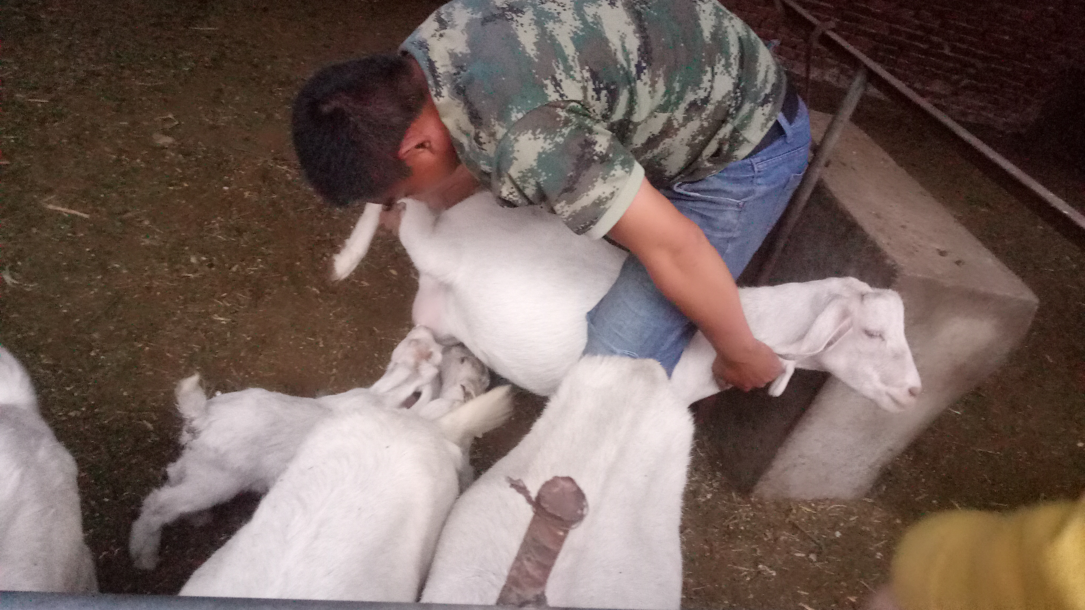 羊羔瘫软的原因及治疗方法,羊羔呼吸急促死亡什么原因