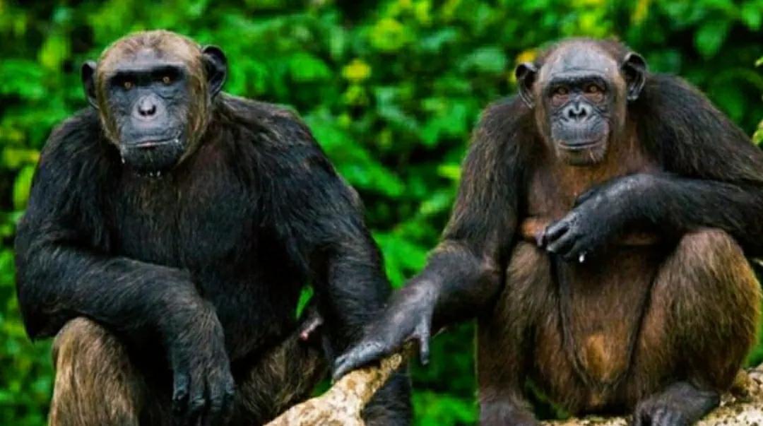 驴和骡子有生殖隔离吗,马和驴有生殖隔离吗