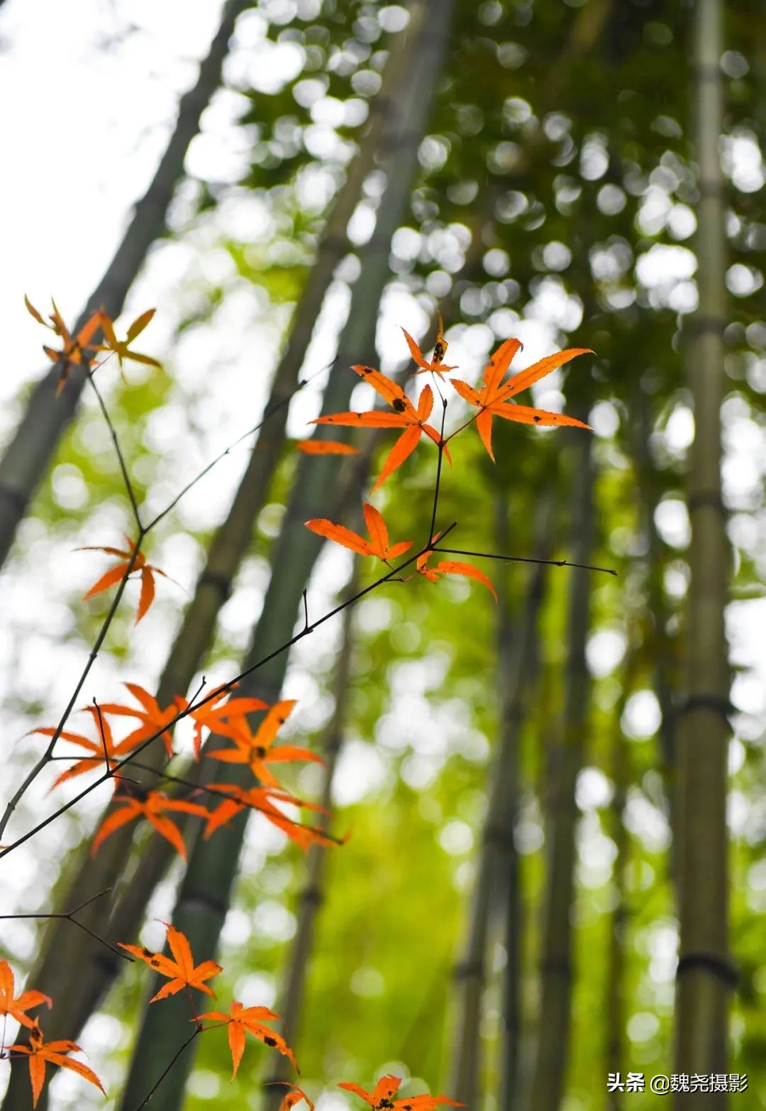 留坝秦岭之夜,留坝秦岭森林公园
