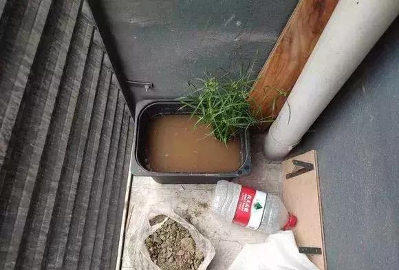 马蹄莲和铜钱草区别,半土半水铜钱草养护分享