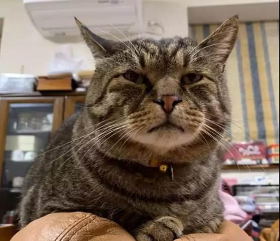 猫中最厉害的是橘猫吗,最胖的猫排名前十