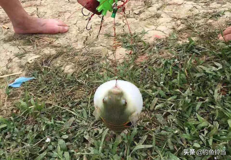 经常钓到的白色“气球”，美味佳肴需谨慎食用，浅谈如何垂钓河鲀