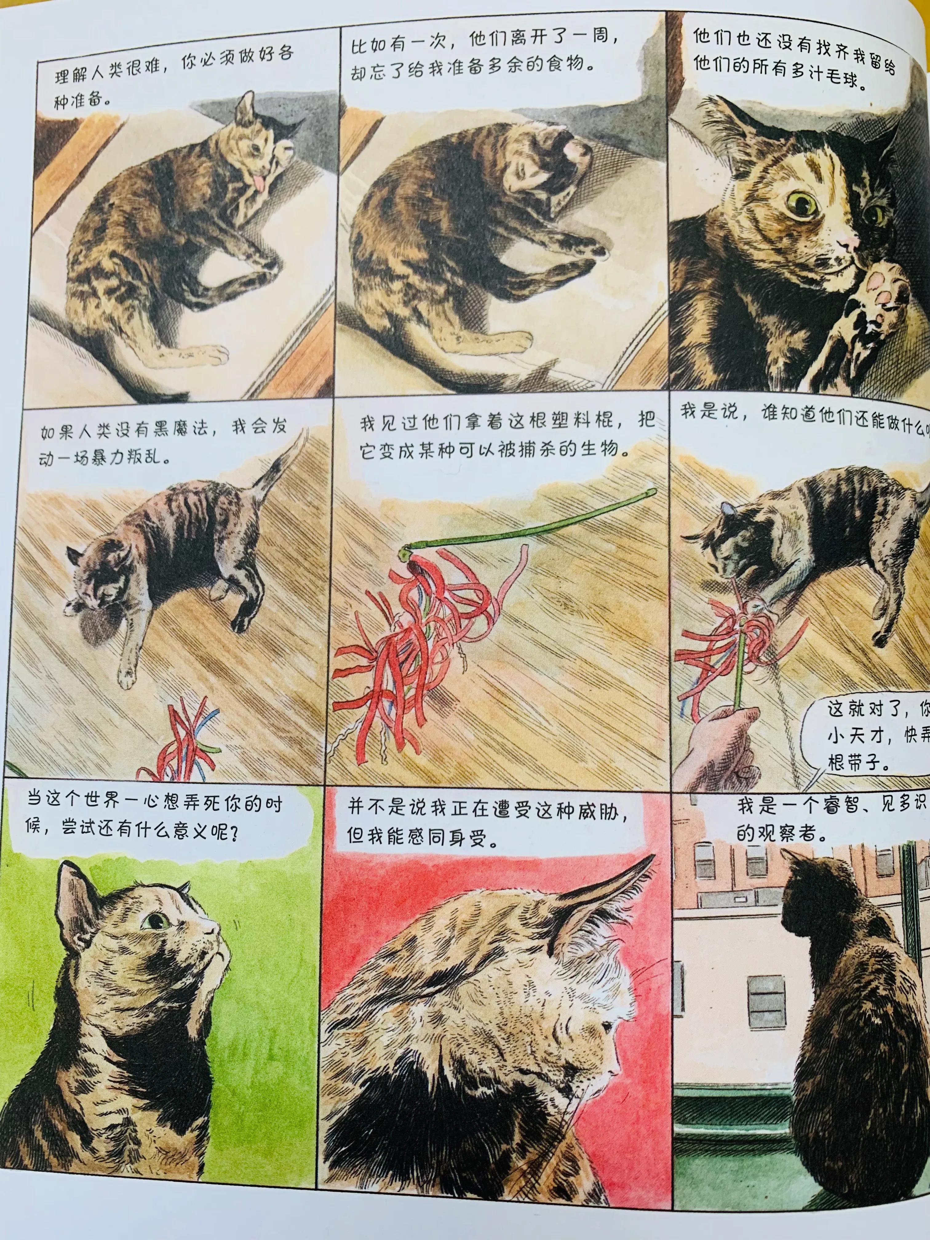 一个关于猫的搞笑漫画,猫咪治愈可爱漫画