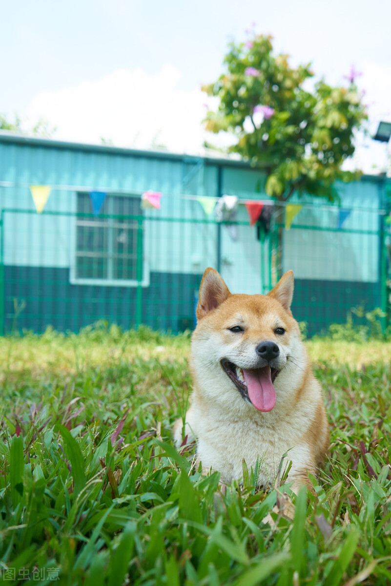 因表情包走红网络,网红柴犬表情包我只想拥有快乐