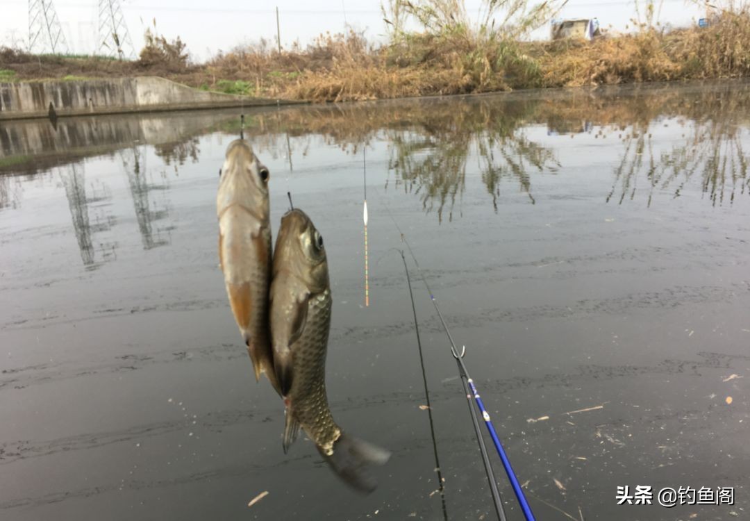 河里有很多大鲫鱼却非常不好钓,野河里的鲤鱼钓不到
