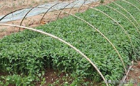 春天播种的蔬菜,春季蔬菜种子播种时间一览表