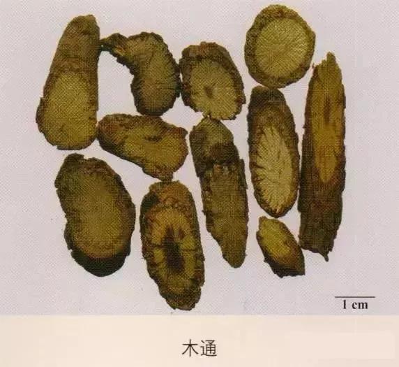 中药材图片大全大图带药名,200多味中药材图谱带图