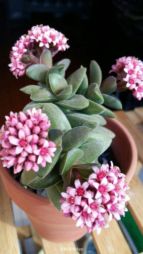 1000种多肉植物图鉴大全大图,景天科1000种多肉植物图鉴