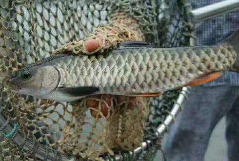 草鱼相似淡水鱼,外来品种淡水鱼像草鱼