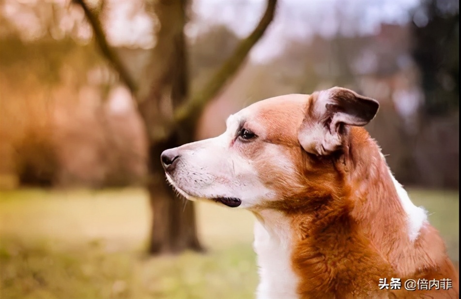 冬日暖汤给家人,寒冷的冬日需要一杯热茶