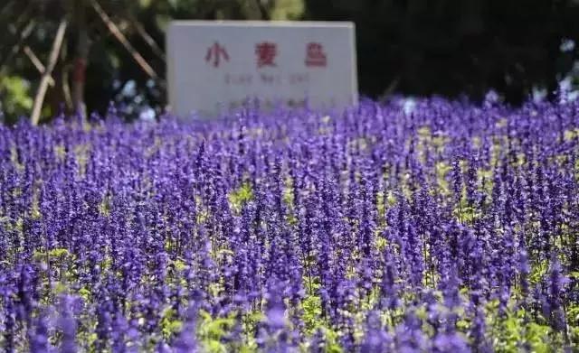 崂山春景美不胜收,崂山夜景金鼎