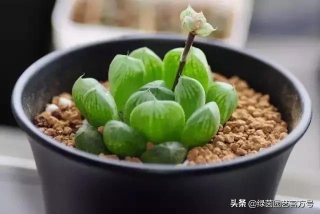 多肉开花怎么办呢,多肉开花的原因和解决方法