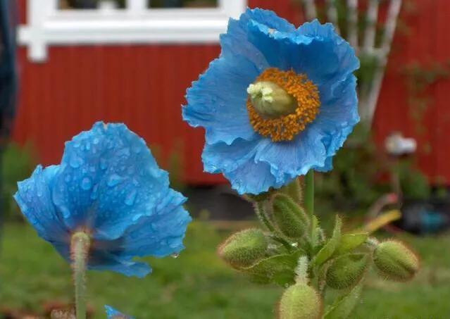 世界各国国花寓意浪漫,亚洲国花是哪个国家