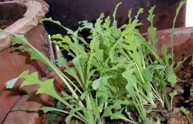 如何区分毒品原植物和普通植物,禁毒法所禁止种植的毒品原植物