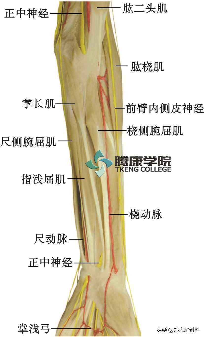 臂丛三束的主要分支,臂丛锁骨下部的主要分支及分布