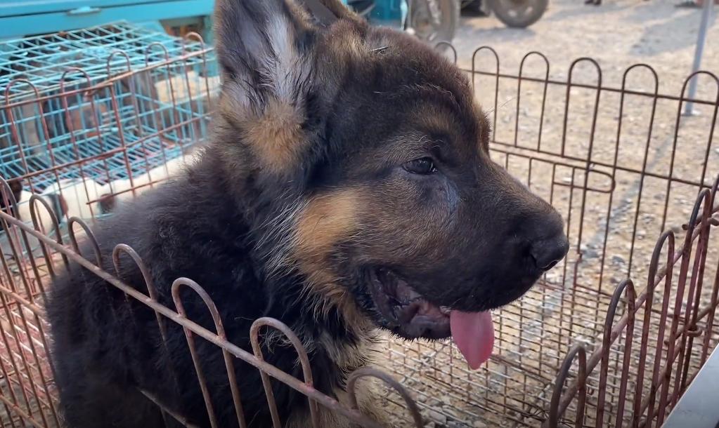 小德牧中暑,德牧幼犬中暑反应