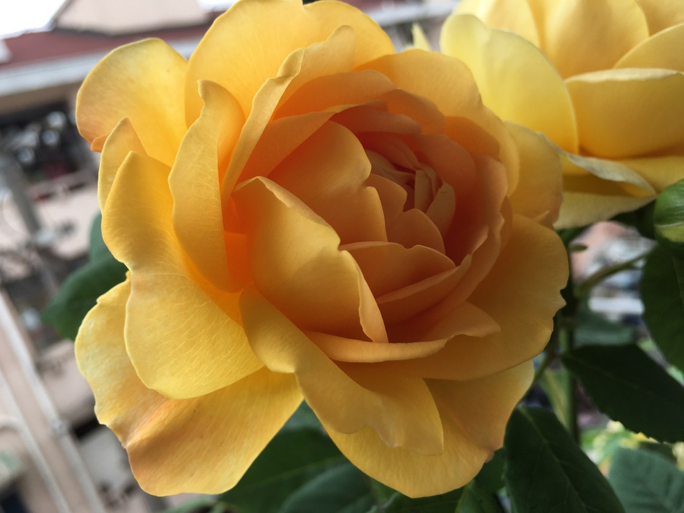 花盆中的羊粪异味闻到头晕，怎么去除呢？自制无臭味的养花肥料