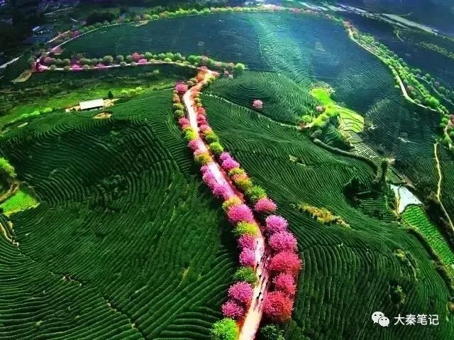 茶旅之路,茶旅最佳治愈方案