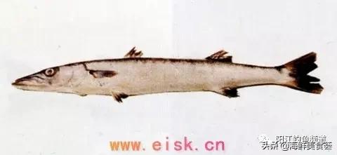 十种最受欢迎的海鱼,钓鱼人最爱的海鱼