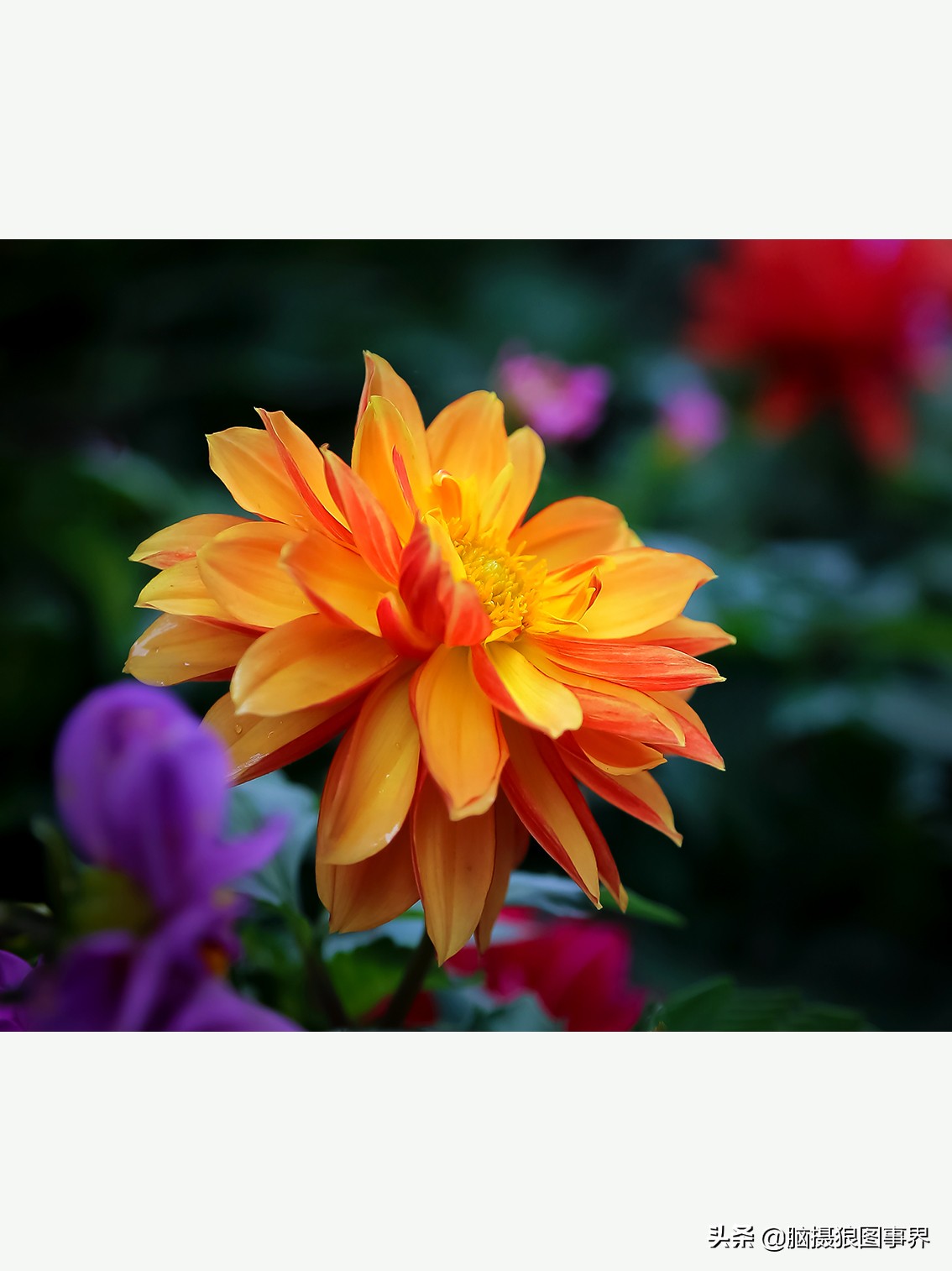 花卉拍摄中,多点对焦与单点对焦哪种更好?为什么主体不清晰?