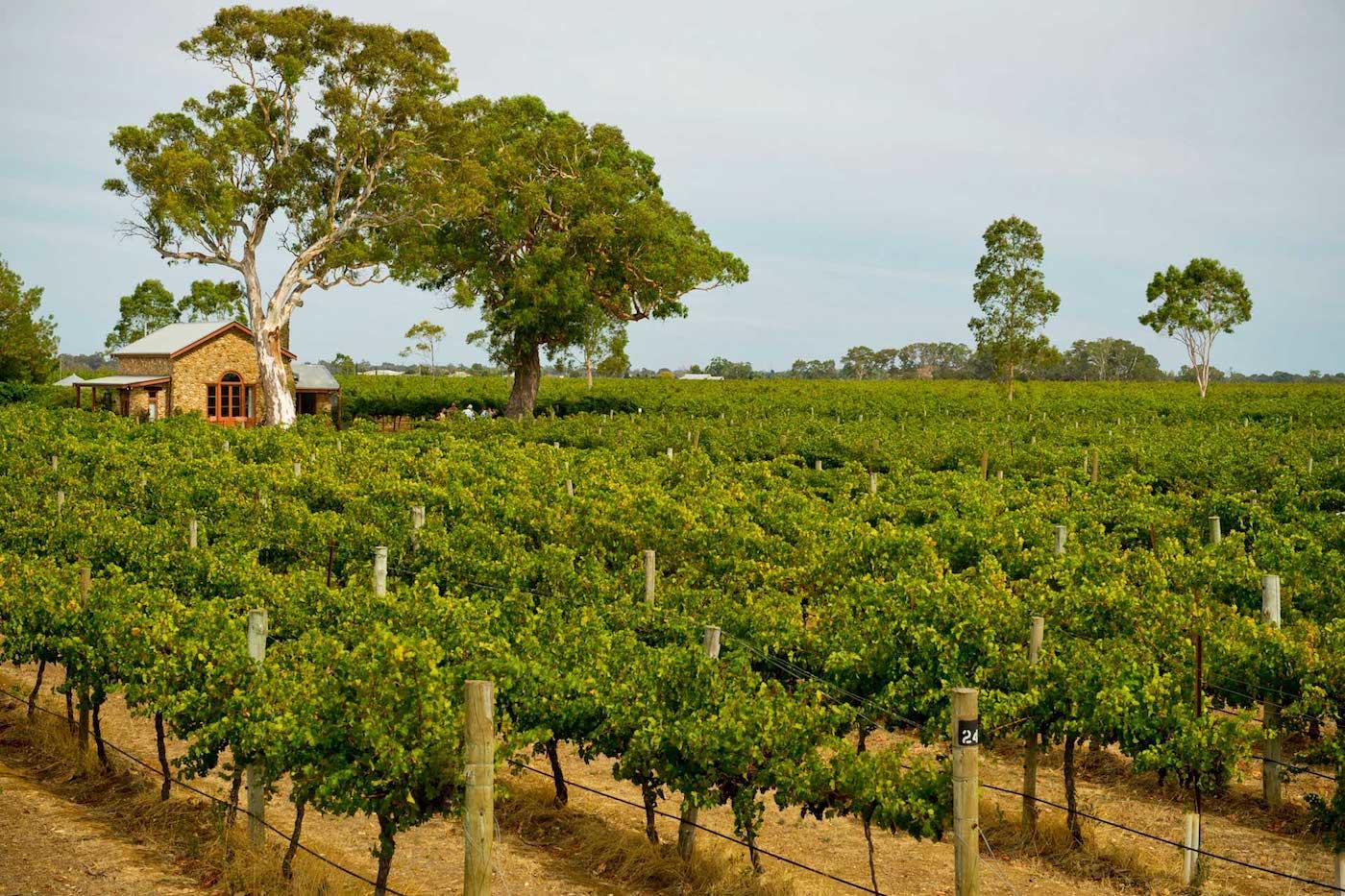 最好喝的红酒是哪种,干红赤霞珠葡萄酒为什么那么难喝