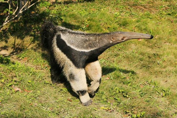 巨大食蚁兽的舌头,大食蚁兽的特点